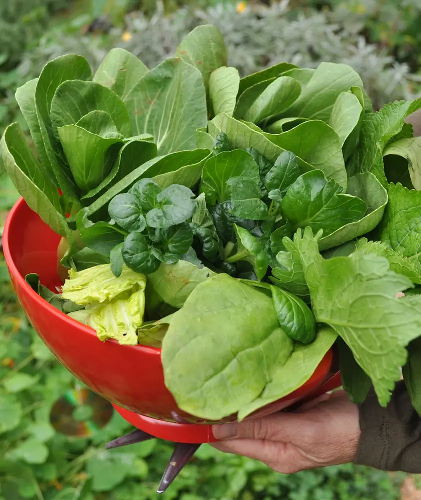 15 Asian Greens And Vegetables | A Complete Guide